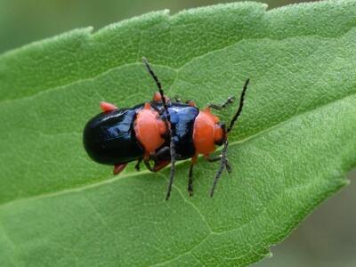 Ναύπακτος: Ενημέρωση του Δήμου για για τ...