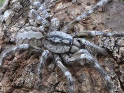 Ανακαλύφθηκε σπάνιο είδος ταραντούλας με...
