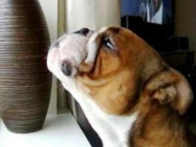 Μπουλντόγκ τραγουδά με τον… Παβαρότι! ΔΕ...