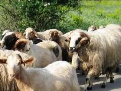 Τέσσερις συλλήψεις στο Ρέθυμνο για παραβ...