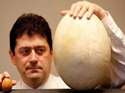 Στο σφυρί το μεγαλύτερο αυγό του κόσμου