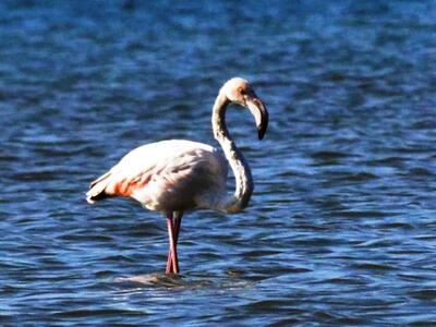 Η Κυνηγετική Ομοσπονδία Πελοποννήσου επι...