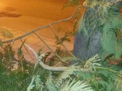 Πάτρα: Μεγάλο κλαδί δέντρου έσπασε και π...