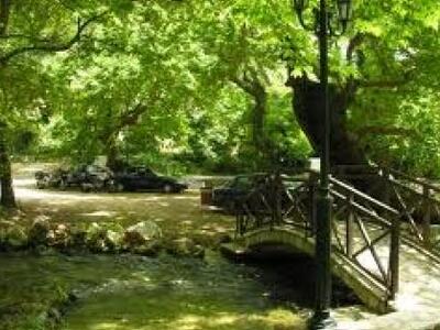 Τα πλατάνια πεθαίνουν και στην Πρέβεζα 