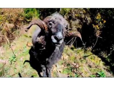 Κριάρι τα βάζει με μη επανδρωμένο αεροσκάφος