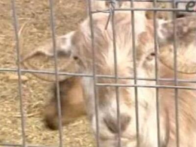 Σε δημοπρασία... κοπάδι με πρόβατα- Τιμή...