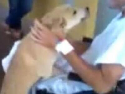 Σκύλος περίμενε 8 μέρες έξω από το νοσοκ...