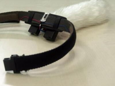 Είστε χαρούμενοι; Κουνήστε την ουρά σας! (Vid)