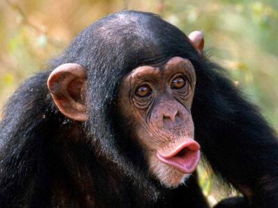 Αντίκρισαν για πρώτη φορά το φως του ηλί...