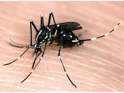 Αεροψεκασμοί για την ελονοσία στη Λακωνία