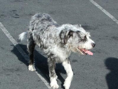 Κέρκυρα: Περιέλουσε σκυλάκι με πετρέλαιο...