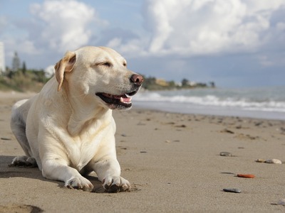 Σκύλος στη θάλασσα - Τι επιτρέπεται βάσει νόμου 