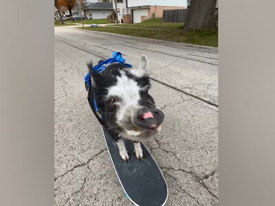 ΗΠΑ: Το πιο cool γουρούνι έκανε σκέιτμπο...