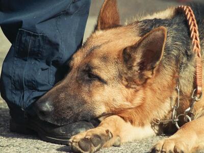 Νεάντερταλ: H εξημέρωση πρώτων σκυλιών μ...