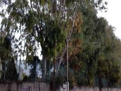 Πάτρα: Κίνδυνος ατυχήματος από ευκάλυπτο...