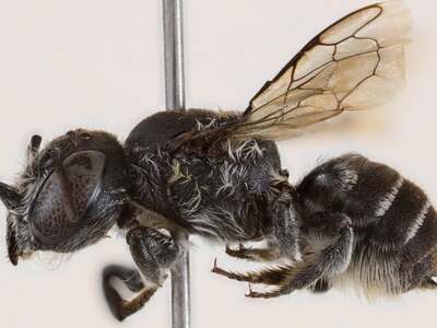 «Λούσιφερ»: Η μέλισσα «διάβολος» που ανα...