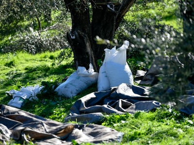 Μάζεμα ελιάς με σεκιούριτι και περιπολίε...