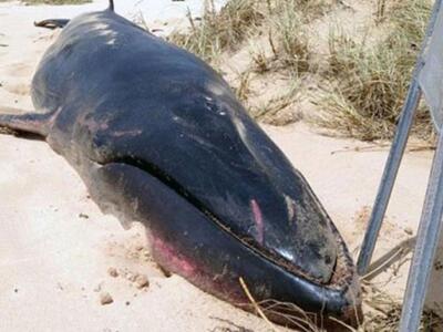 Αυστραλία: Σπάνια φάλαινα εκβράστηκε νεκ...