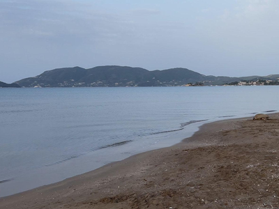 Καλαμάκι Ζακύνθου: Χελώνα caretta carett...