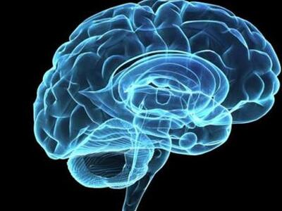 Την έδρα της «έκτης αίσθησης» ανακάλυψαν...