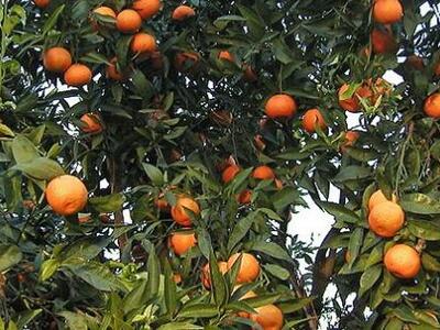 Πάγωσαν τα φρούτα πάνω στα δέντρα και μέ...