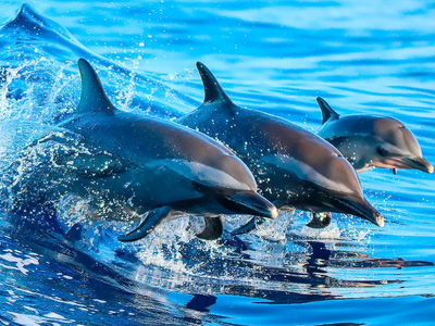Δελφίνια: Τα είδη που εντοπίζονται σε Πα...