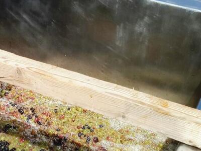 Τα στέμφυλα μέσα στο πέτρινο πατητήρι.