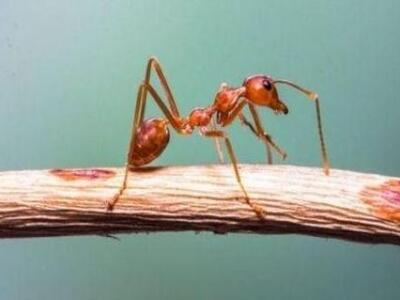 "Τρελά μυρμήγκια" εισβάλλουν π...
