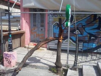 Πάτρα: Τσάκισε η ανθισμένη αμυγδαλιά – Θ...
