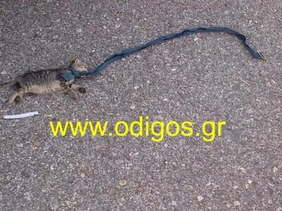 Φρίκη στον Πύργο: Στραγγάλισαν γάτα ανήμ...