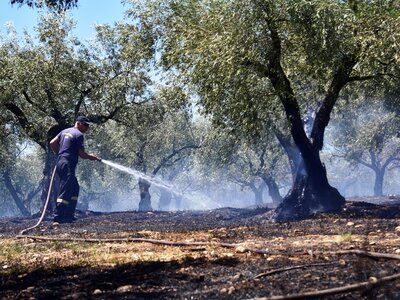 Σε ύφεση η φωτιά στη Δροσιά της Τριταίας