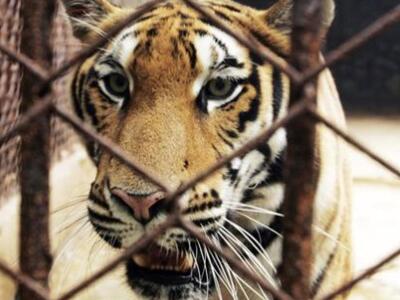 Τίγρης σκότωσε 8χρονο κοριτσάκι σε τσίρκ...