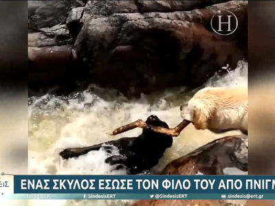 Πώς ένα σκυλί έσωσε τον φίλο του από πνιγμό