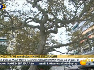 Πλατάνια  826 ετών!