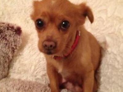 ΔΕΙΤΕ τον σκύλο που τραγουδάει "Το ...