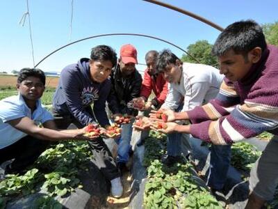 Η Μαφία της φράουλας: "Μου έσπασαν ...