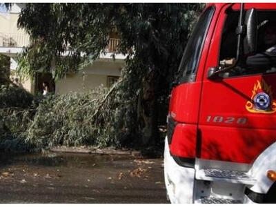 Μάζευαν δέντρα και...αντικείμενα από τη ...