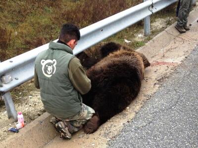 Διερχόμενο όχημα σκότωσε αρκούδα