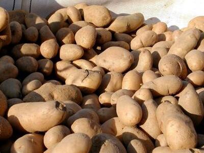 Δυτική Αχαΐα: Αλλοδαποί «διακινητές» εργ...