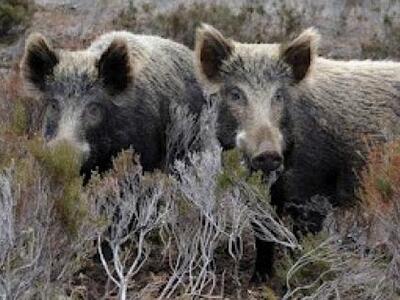 Μεσσηνία: Επιδρομές αγριογούρουνων σε κα...