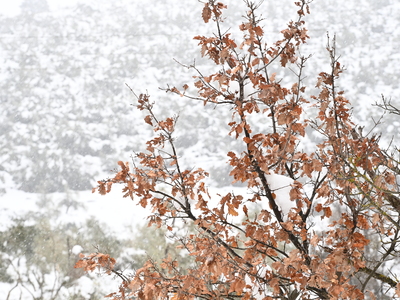 Καιρός: «Πάγωσαν» 228 περιοχές στην Ελλά...