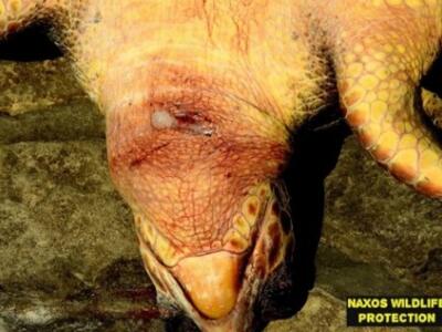 Βρέθηκε νεκρή χελώνα με μαχαιριά στο λαιμό - ΦΩΤΟ 