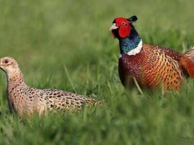 Κυνηγοί ελευθέρωσαν 350 φασιανούς στην Αμαλιάδα