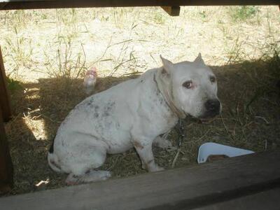 Ποιος θα υιοθετήσει αυτό το μικρόσωμο θη...