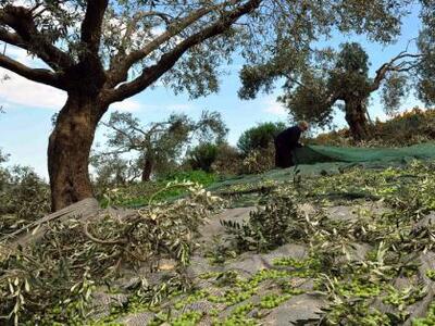 Nαύπακτος: Στόχος επιτηδείων οι ελιές κα...