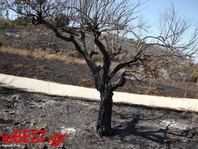 Πάτρα: Οδοιπορικό στην καμμένη γη - Τι λ...