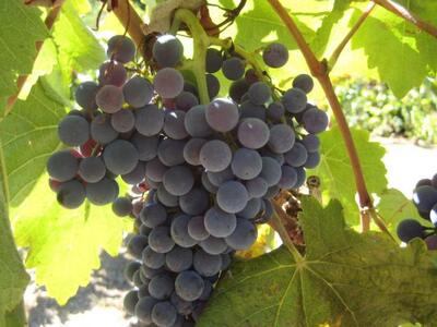 Έρχονται πάνω από 5εκ. ευρώ από κοινοτικ...