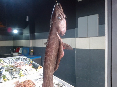 Ένα ψάρι με την ονομασία "στεργιόνι...