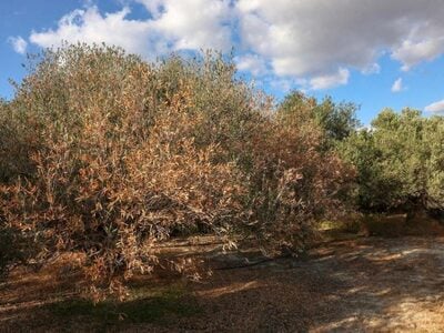 Αχαΐα: Η ανομβρία «έκαψε» τις ελιές- Μει...