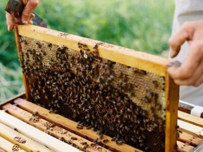 Ηλεία: Στροφή των νέων στην μελισσοκομία 